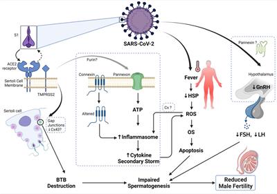 Mechanisms of SARS-CoV-2 and Male Infertility: Could Connexin and Pannexin Play a Role?